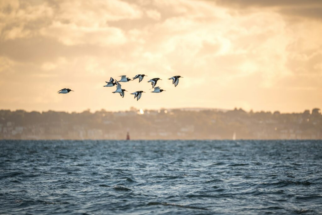 Flock of birds flying over the ocean at sunset