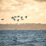 Flock of birds flying over the ocean at sunset